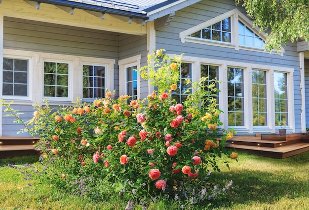 Jardim de rosas inglesas, cores rosa, amarelo e laranja fora de uma casa escandinava de madeira no campo. Letônia