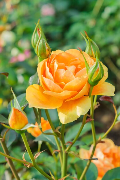 Jardim de rosas lindas. Feche acima da flor cor-de-rosa de florescência da laranja. Foco suave