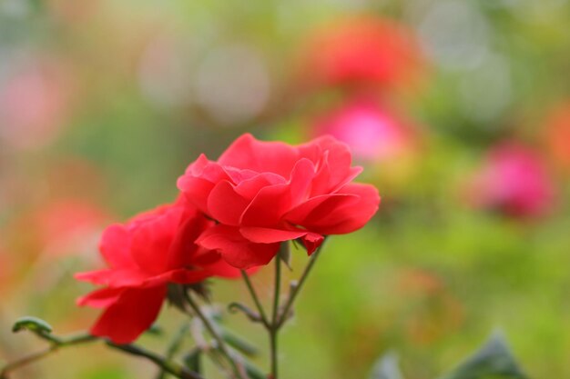 Jardim de rosas vermelhas floribunda híbrida closeup Fantasia natureza paisagem sonhadora Muitos botões de rosa vermelhos crescem no jardim