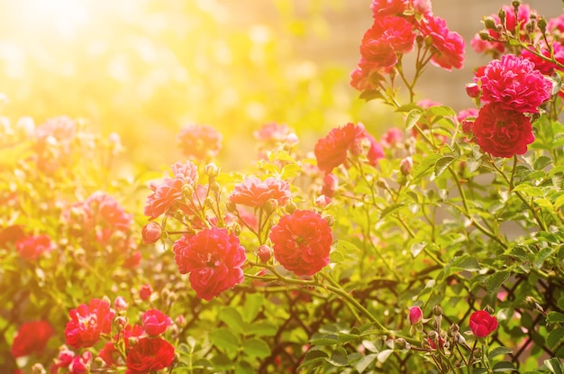 Jardim de rosas vermelhas