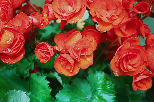 Jardim de rosas vermelho em Tailândia.