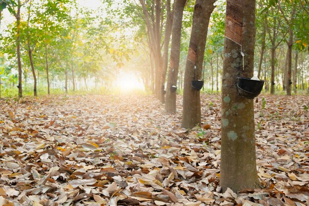 Jardim de seringueira na Ásia. Látex natural extraído da seringueira. O copo de plástico preto é usado para medir o látex da árvore.