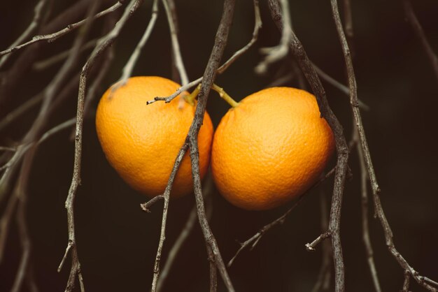 Jardim de tangerina com frutas