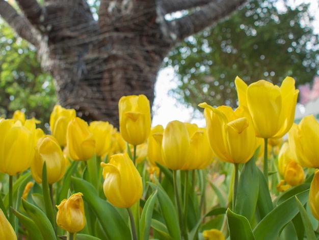 Jardim de tulipa amarela em desfocar o fundo