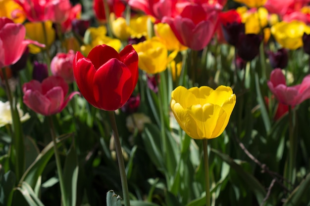 Jardim de tulipas com várias cores de tulipas
