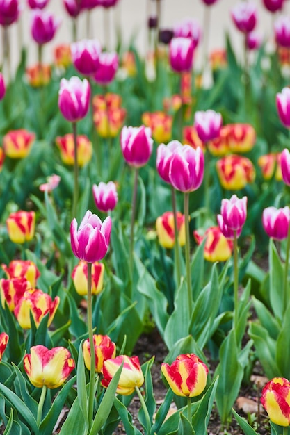 Jardim de tulipas cor de rosa e vermelhas, enchendo a vista