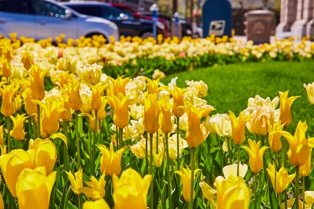 Jardim de tulipas urbano brilhante com fundo da cidade Vista ao nível do olho