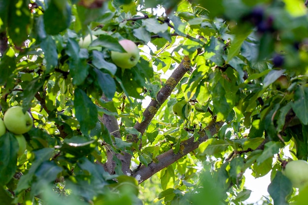 Jardim de verão com árvores frutíferas e colheita de maçã