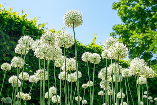 Jardim de verão com flores brancas altas e grama verde