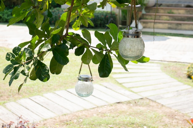 Jardim de verão com planta de folhas verdes, stock photo