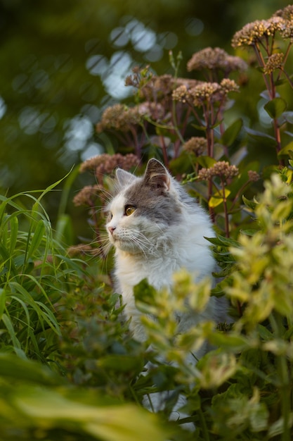 Jardim de verão ensolarado e gato