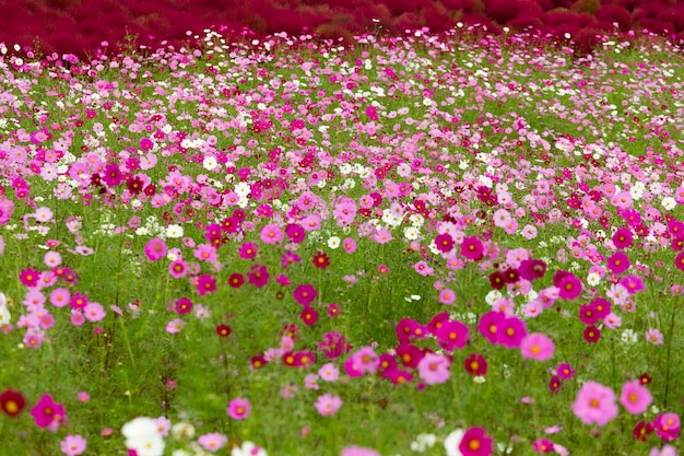 Jardim do campo de flores do cosmos