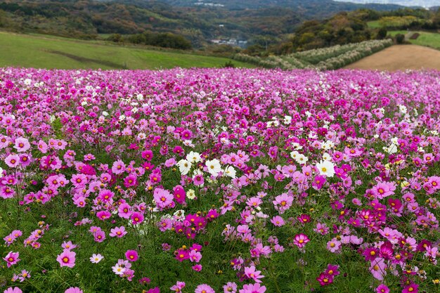 Jardim do cosmos no outono