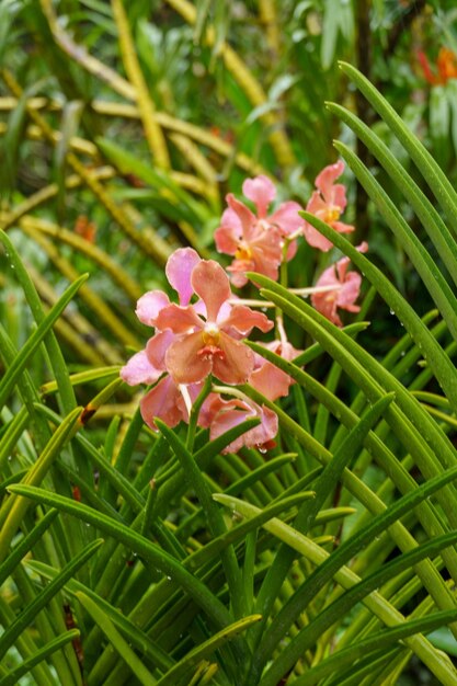 jardim em cingapura