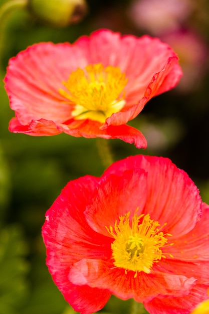 Jardim em plena floração em um dia ensolarado de verão.