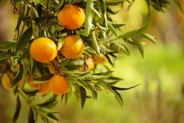 Jardim ensolarado de tangerina