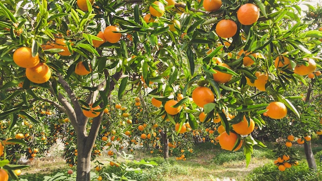 Jardim ensolarado de tangerina