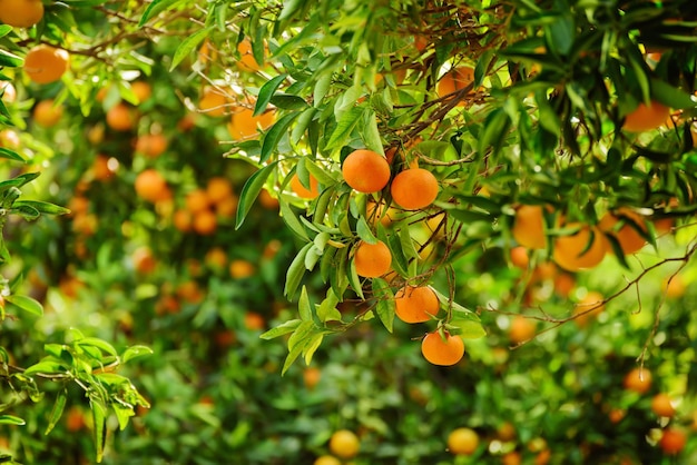 Jardim ensolarado de tangerina