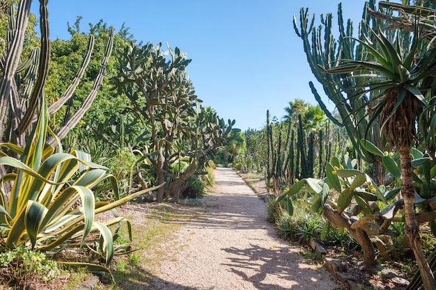 Jardim exótico aberto, jardim botânico com cacto grande em um dia ensolarado de verão