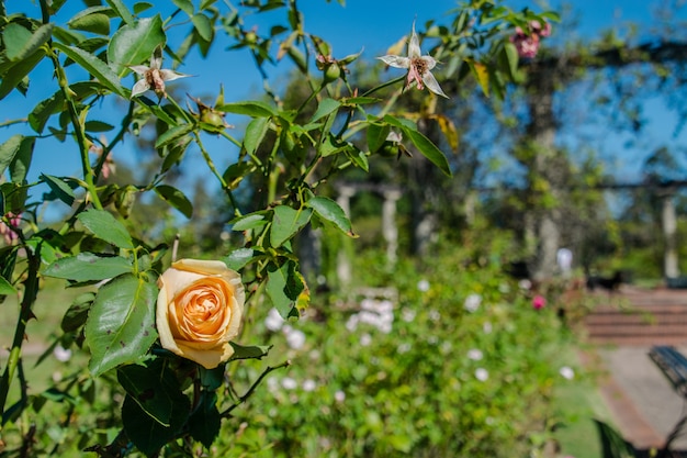 Jardim Fechado