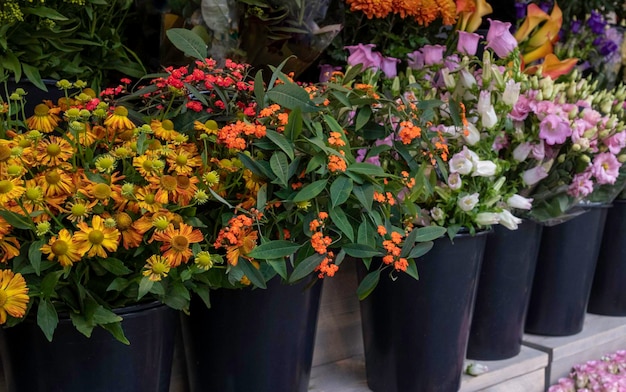 Jardim flor holandês outono vermelho mercado local de trabalho