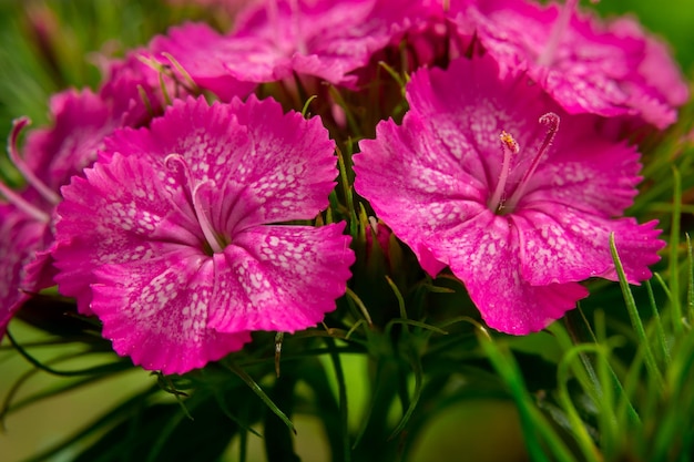 Jardim flores cor de rosa folhas verdes fundo vista de primavera