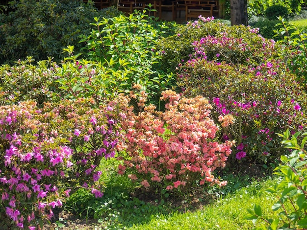 Jardim florescente no interior da paisagem do parque Lindas plantas Cultivando flores