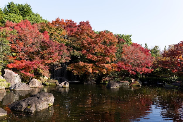 Jardim japonês com árvore de bordo