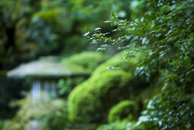 Jardim Japonês em Kyoto