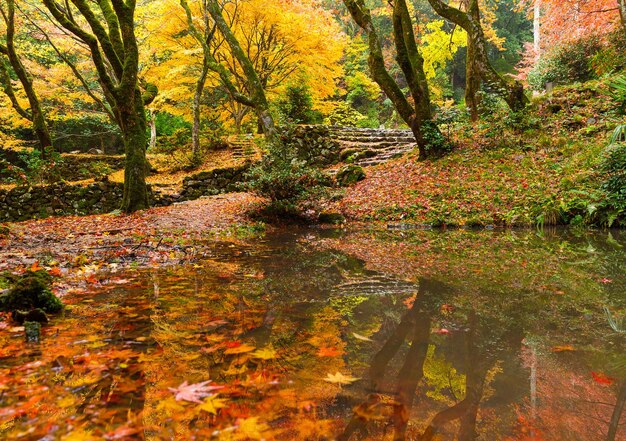 jardim japonês no outono