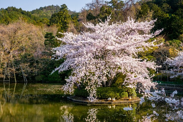 Jardim japonês