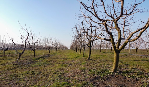 Jardim jovem com árvores frutíferas de macieiras