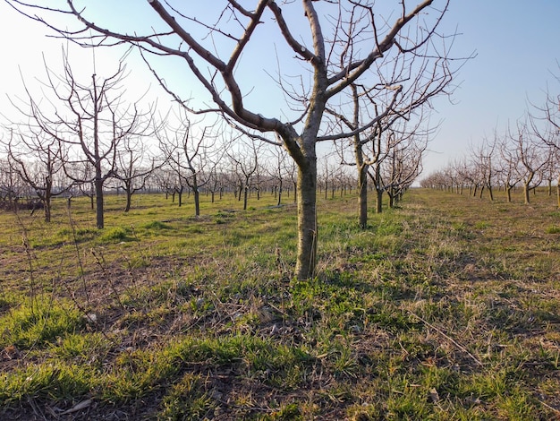 Jardim jovem com árvores frutíferas de macieiras