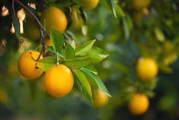 Jardim laranja com frutas