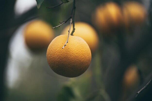 Jardim laranja com frutas