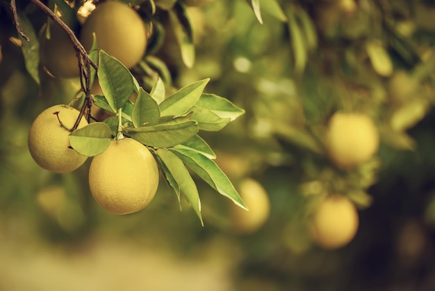 Jardim laranja com frutas