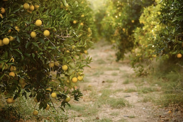 Jardim laranja com frutas