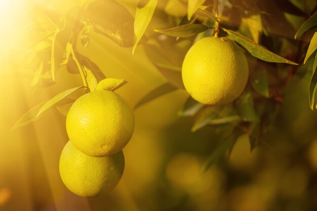 Jardim laranja com frutas