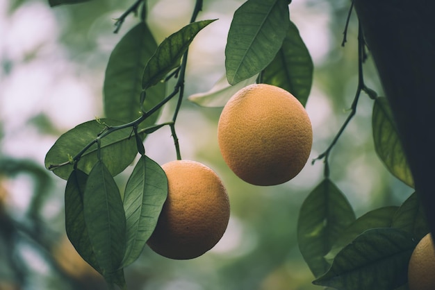 Jardim laranja com frutas