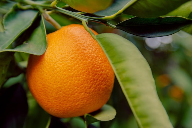 Jardim laranja e laranjas maduras em galhos de árvores