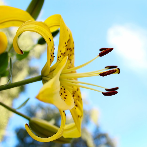 Jardim lírio amarelo