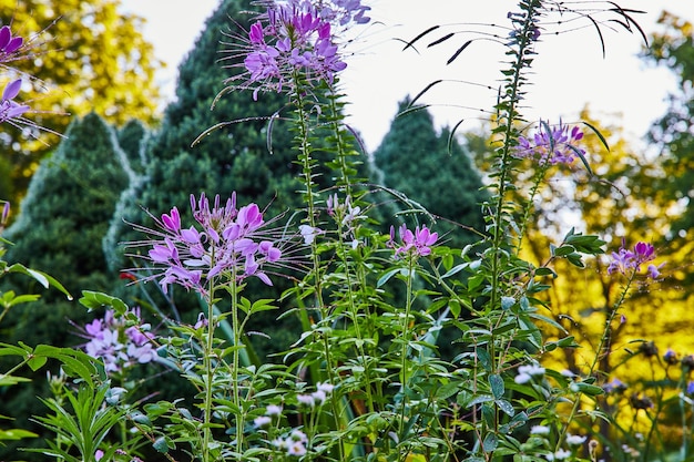 Jardim matinal com flores cor de rosa e vegetação