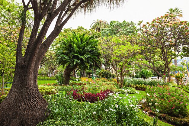 Jardim na cidade do funchal, ilha da madeira, portugal