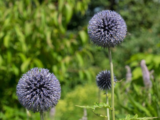 Foto jardim na holanda