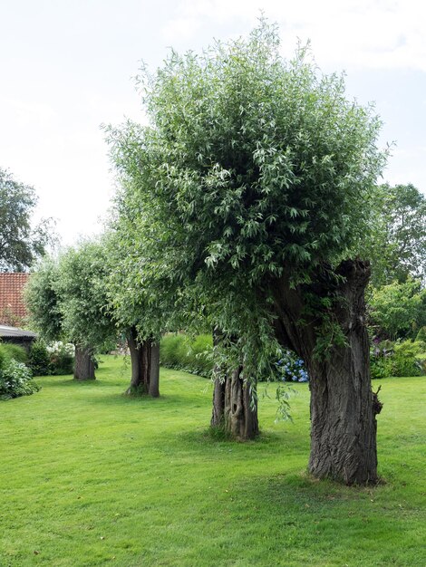 jardim na Holanda