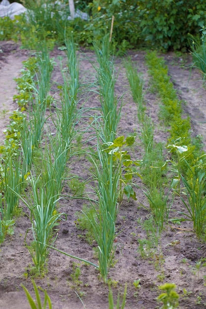 Jardim no país com cebolinha