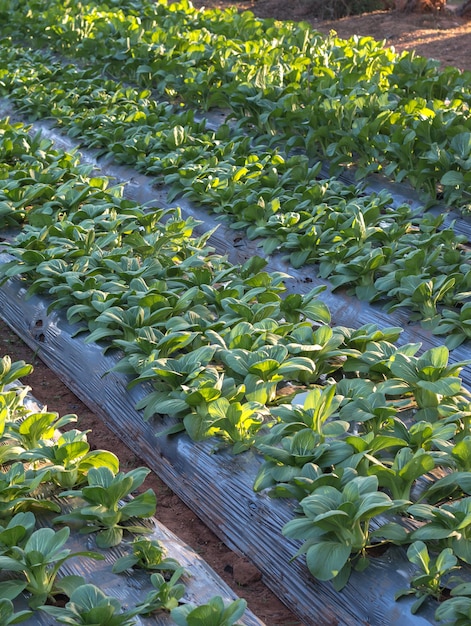 Jardim orgânico de cultivo de legumes