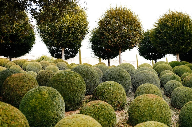 Jardim paisagístico com bolas de buxo perto da frança. esferas verdes.