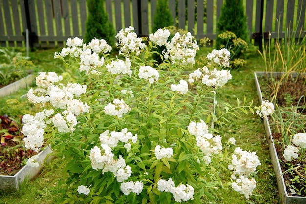 Jardim phlox paniculata phlox flores brancas brilhantes de verão ramos florescendo de phlox no jardim em um dia ensolarado foco seletivo turva suave