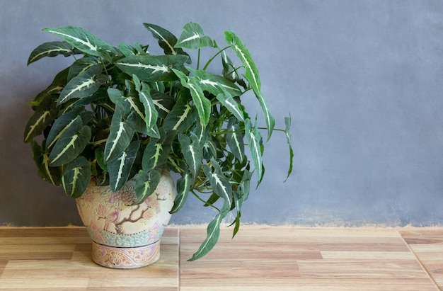 Jardim planta em vaso no chão em uma sala